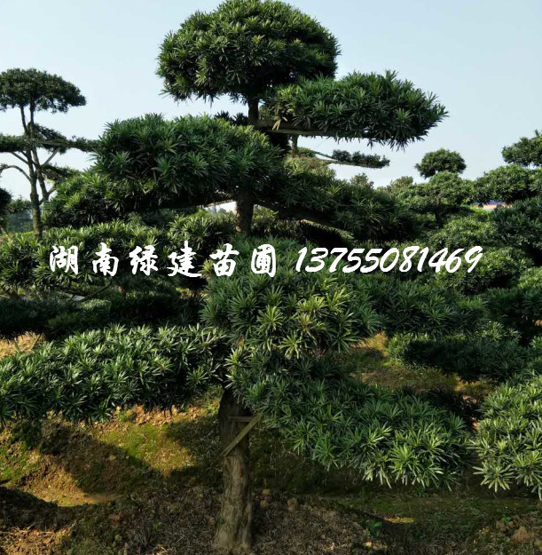 湖南大型景观罗汉松 