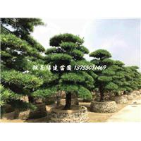 湖南精品造型罗汉松 