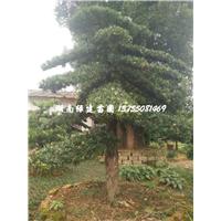 湖南大规格罗汉松树（造型） 