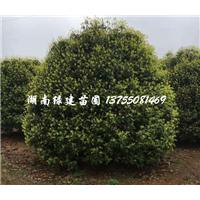湖南大规格桂花树 