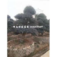 长沙造型红花继木桩 