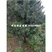 湖南罗汉松【直生】