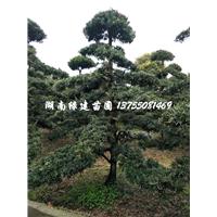 湖南造型罗汉松基地 