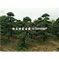 长沙罗汉松@@长沙造型罗汉松 