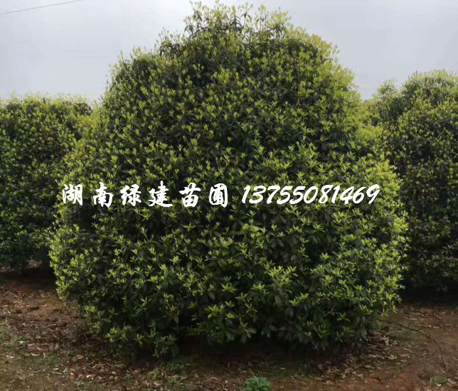 湖南大规格桂花树 