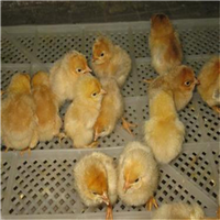 快大黄鸡苗 
