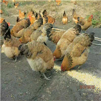 鸡苗