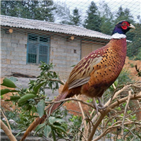 七彩山鸡苗