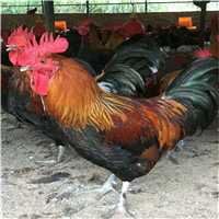 黑窑鸡苗 