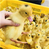 一点头鸭苗 