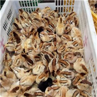 灵山鸡苗