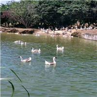 鹅苗