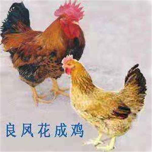 鸡苗