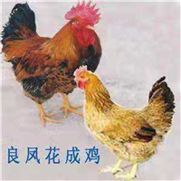 鸡苗