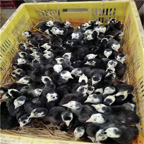 贝蒂娜火鸡苗