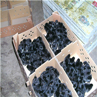 绿壳蛋鸡苗