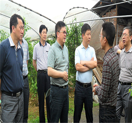 省扶贫办贺主任视察紫冲村枣树基地