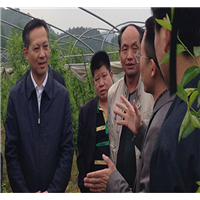 副省长张硕辅视察新丰果业枣树基地 