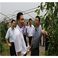 原副省长杨泰波视察祁东酥脆枣园