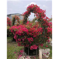 福建三角梅 