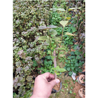 福建三角梅袋苗&漳州三角梅袋苗 
