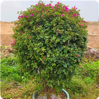 福建三角梅爱理发动动手剪两刀花芽长满枝