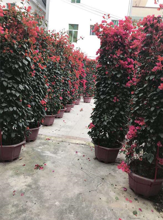 福建三角梅 