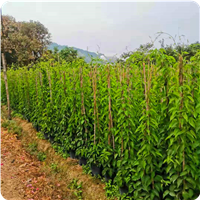 福建炮仗花苗木