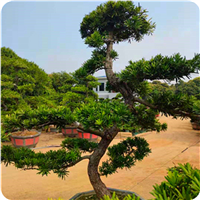 福建罗汉松苗木基地