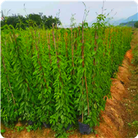 炮仗花苗木基地