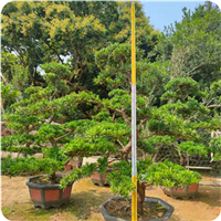 福建罗汉松基地
