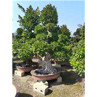 精品小叶榕桩头基地