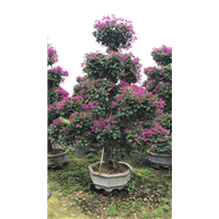 福建三角梅 