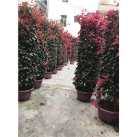 福建三角梅 