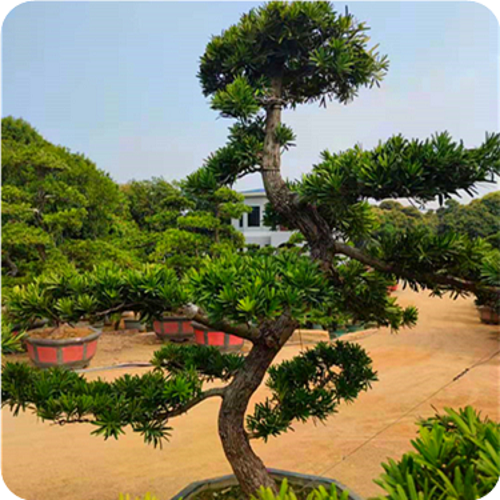 福建罗汉松苗木基地