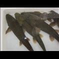 老虎鱼 眉山老虎鱼苗丨四川老虎鱼批发 