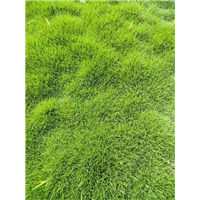 成都草坪 