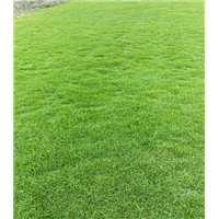 四川草皮 