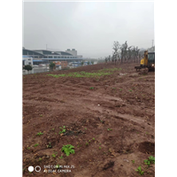 草坪铺设工地