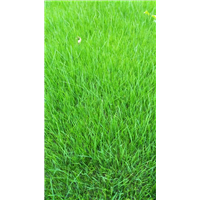 四川绿化草皮 