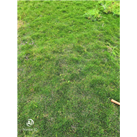 四川成都草皮 