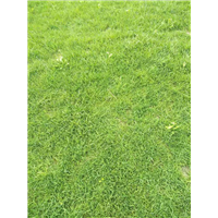 四川草皮 