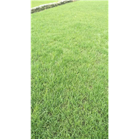 四川绿化草坪 