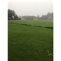 四川草皮