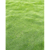 四川草皮 