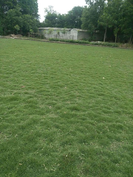 四川草皮 
