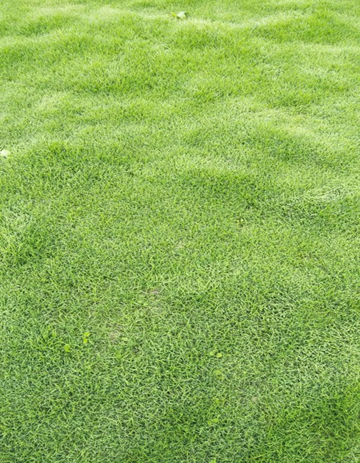 四川草皮 