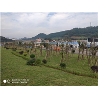 草坪种植工程工地