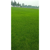 四川成都草皮 