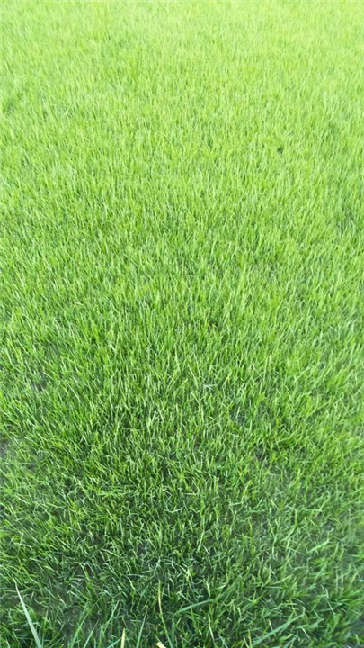 四川绿化草坪 